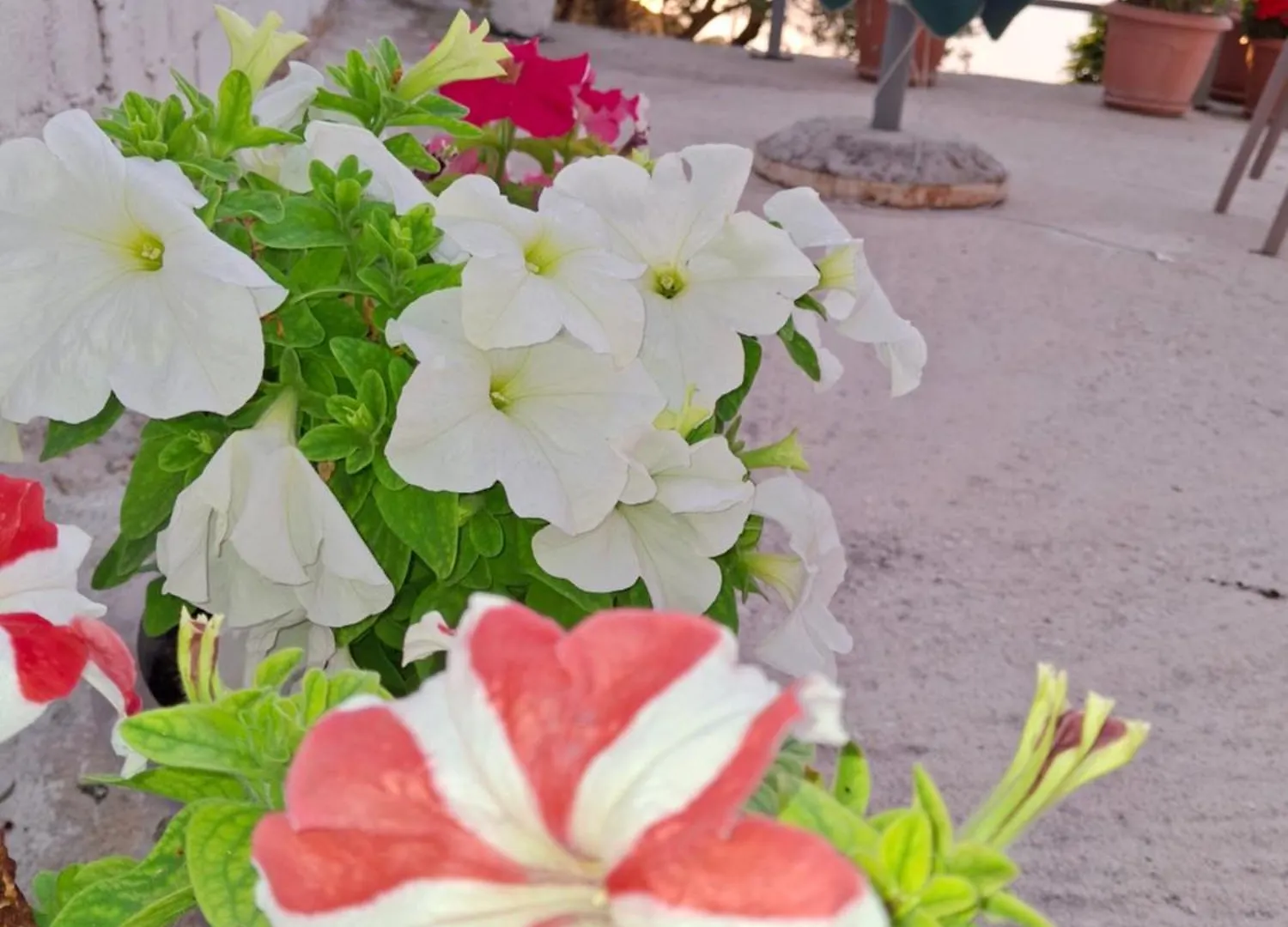 Amar Seaside Apartment Ksamil